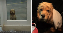 Wet cocker spaniel stands outside a glass door in the rain, then appears indoors wrapped in a white towel.