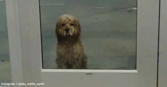 A fluffy dog with a sad expression looks through a glass door.