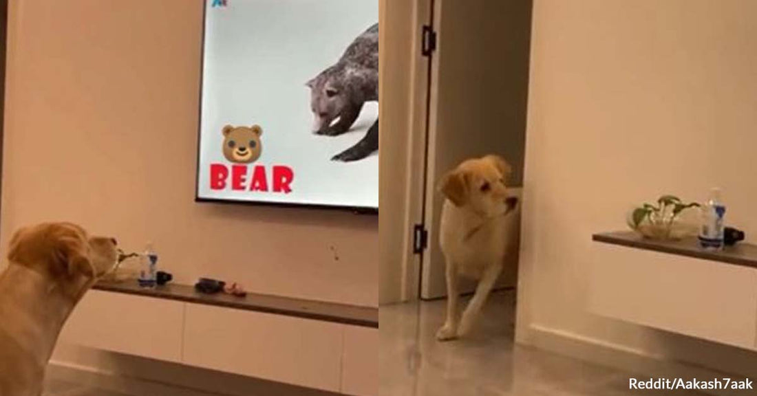 A Dog Funnily Tried to Find a Bear After It Disappeared From the TV Screen