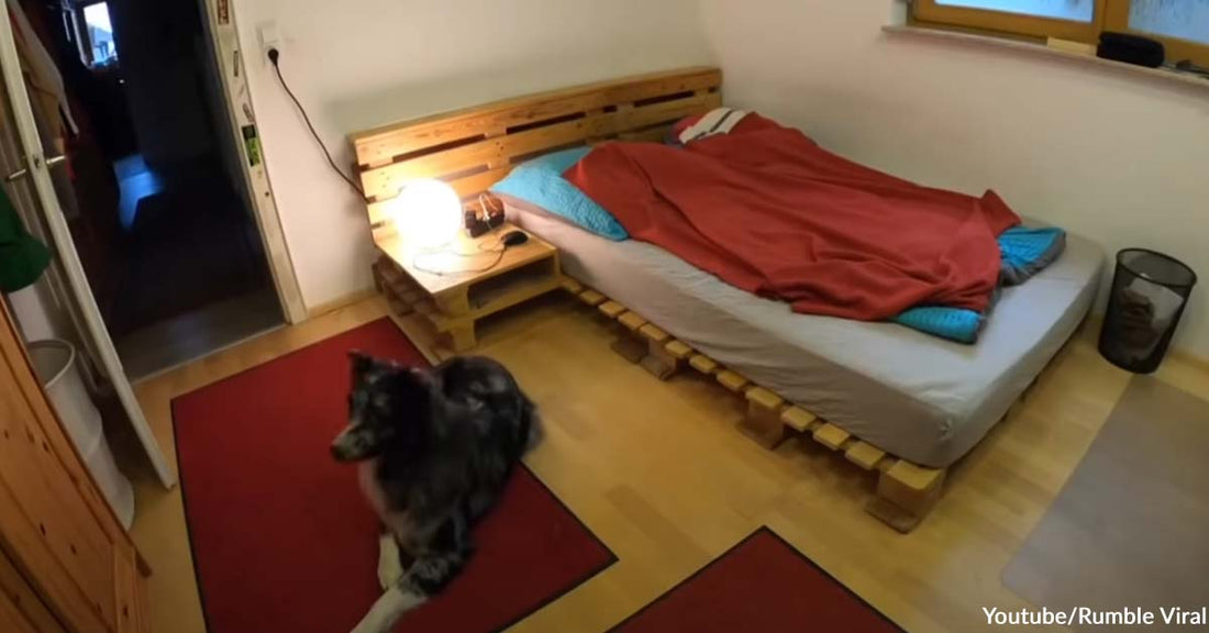 Camera Footage Reveals a Dog’s Bed Routine After His Human Dad Leaves the Room