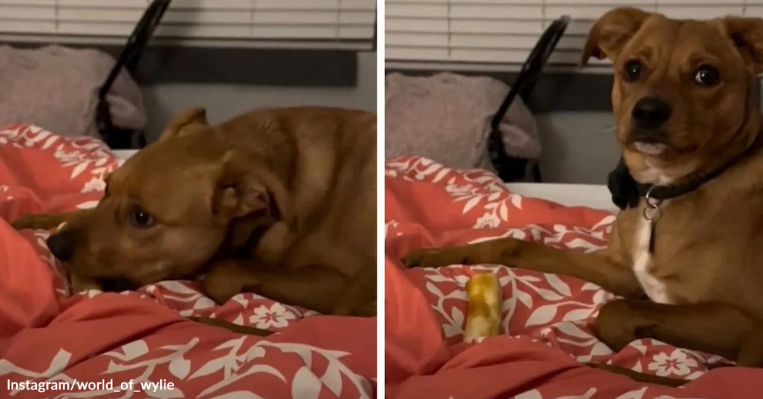 Split image of a tan dog lying on a bed chewing a bone, then looking up with a startled expression.
