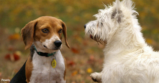 Learn Which Dog Breeds Face the Highest Threat of Cancer and How It Could Save Your Pet's Life