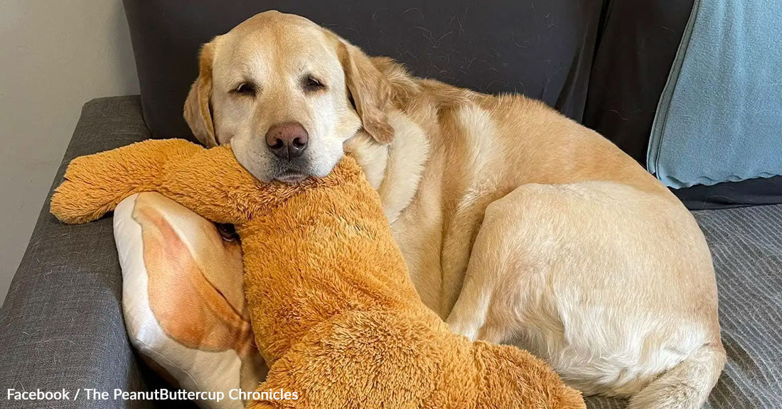 A relaxed yellow lab cuddles with a stuffed toy on a couch.
