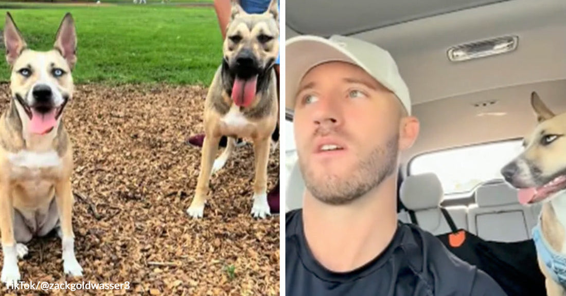 Two dogs standing on wood chips in a park, tongues out, next to a man sitting in a car with a dog in the back seat.