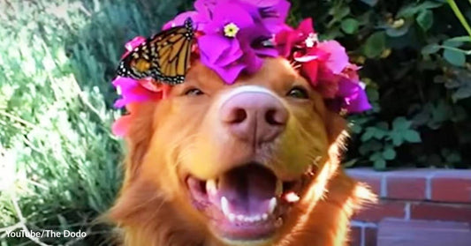 Butterflies and a Golden Retriever Discover What They Have in Common: A Love for Fun and Flowers