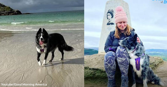 Dog Diagnosed with Cancer Goes on a Bucket List Adventure with Her Mom