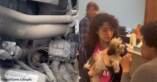 Citizens Worked Hand-in-Hand to Rescue a Dog Trapped Inside a Car Engine