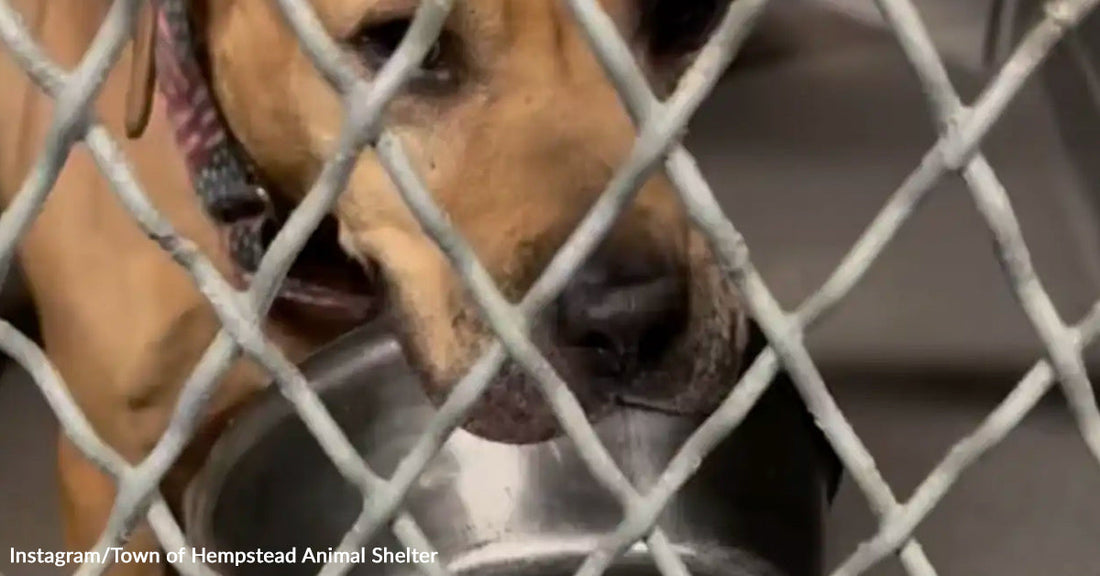 A close-up of a tan dog behind a chain-link fence holding a metal food bowl in its mouth.