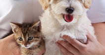 A veterinarian in a white coat holds a fluffy puppy and a tabby kitten on an examination table.