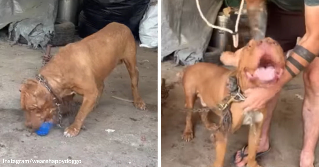 Brown dog wearing a chain collar chewing a blue toy in a dim shelter area; paired with the same dog being held by a person, mouth open in apparent excitement.