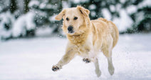 A Golden Retriever dog jumps through the snow outdoors.