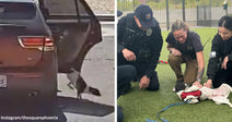 Small black-and-white dog runs beside a car on a street, then lies on its back receiving attention from police and rescuers on grass.