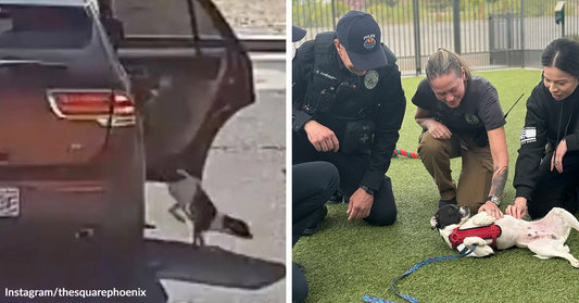 Small black-and-white dog runs beside a car on a street, then lies on its back receiving attention from police and rescuers on grass.