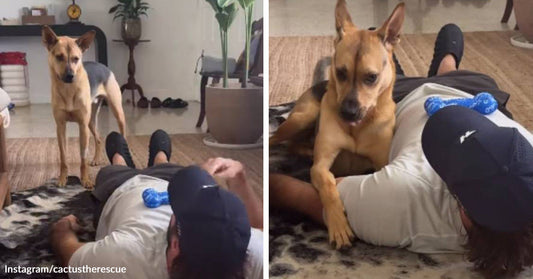 Split image of a tan-and-black dog watching a person lying on the floor, then climbing onto the person’s chest in a living room.
