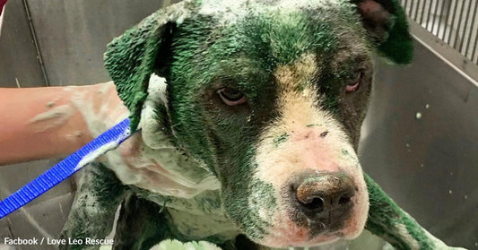 Dog receiving a bath, covered in green shampoo, with a concerned expression.