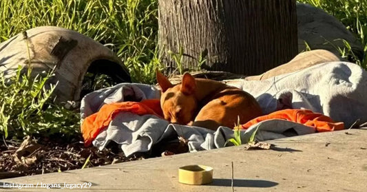 A small brown dog sleeps peacefully on a blanket in a grassy area.
