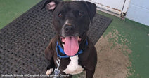 Black dog with a white chest sits on a rubber mat, panting with its tongue out and wearing a blue collar.