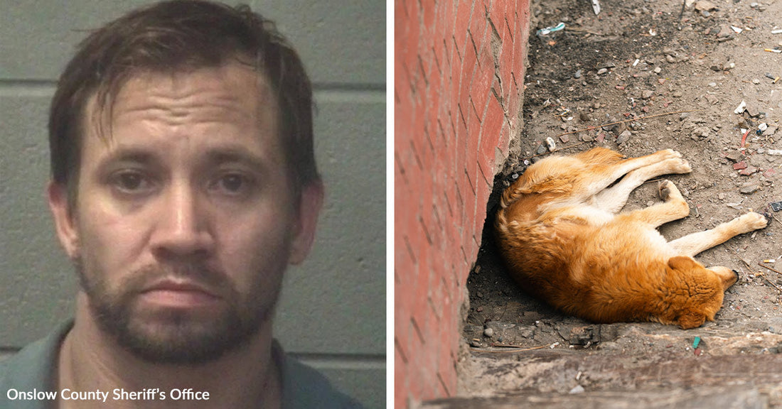 Mugshot of a man beside an image of a dog lying on the ground near a brick wall.