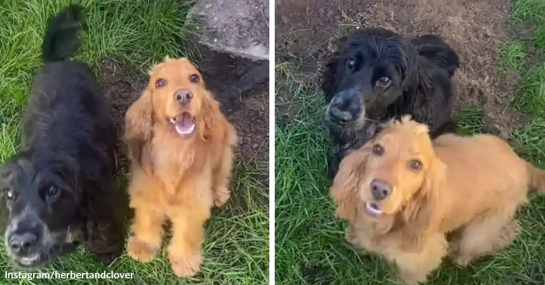 Split image of a black dog and a golden cocker spaniel sitting in grass beside a fresh dirt hole, looking up at the camera.