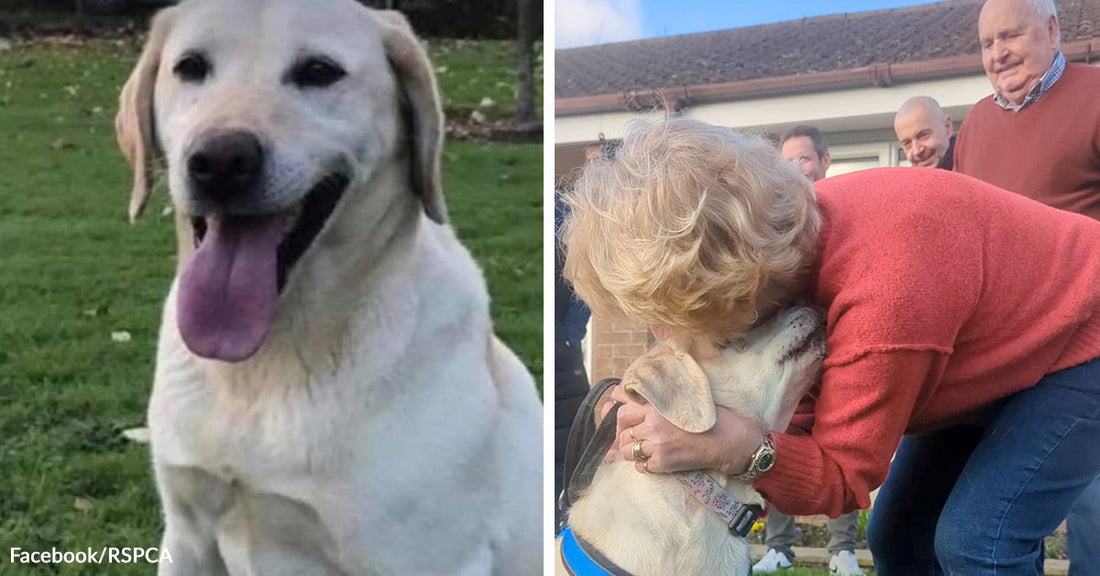Split image showing a happy white Labrador outdoors with its tongue out on the left and the same dog being hugged by an older woman outside a building on the right.