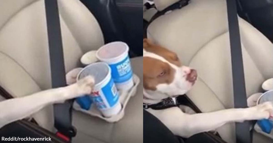 Dog Took the Initiative to Ensure That the Drinks Were Secured While Its Human Drove