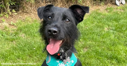 A small black dog wearing a teal harness stands on its hind legs in a grassy yard, mouth open and tongue out.