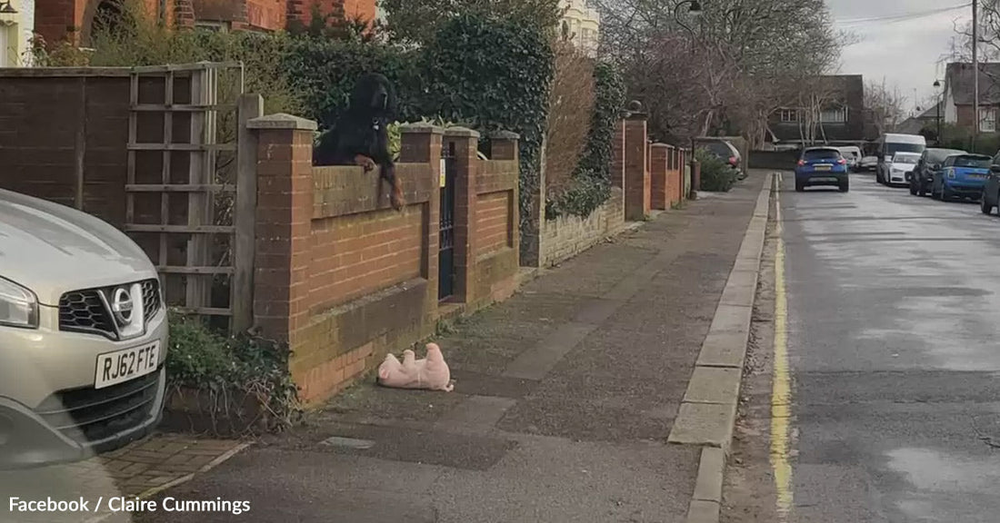 A dog sits on a garden wall, overlooking a quiet street. Two pink stuffed toys are nearby.