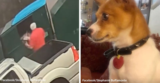 Split image showing a person at a dumpster on the left and a small dog indoors on the right.