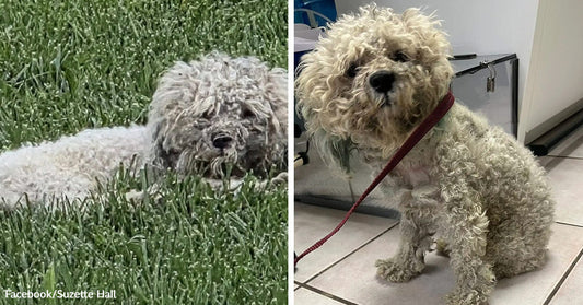 Small white curly-haired dog lying low in green grass beside a before-and-after rescue image of the same dog sitting indoors on a leash.
