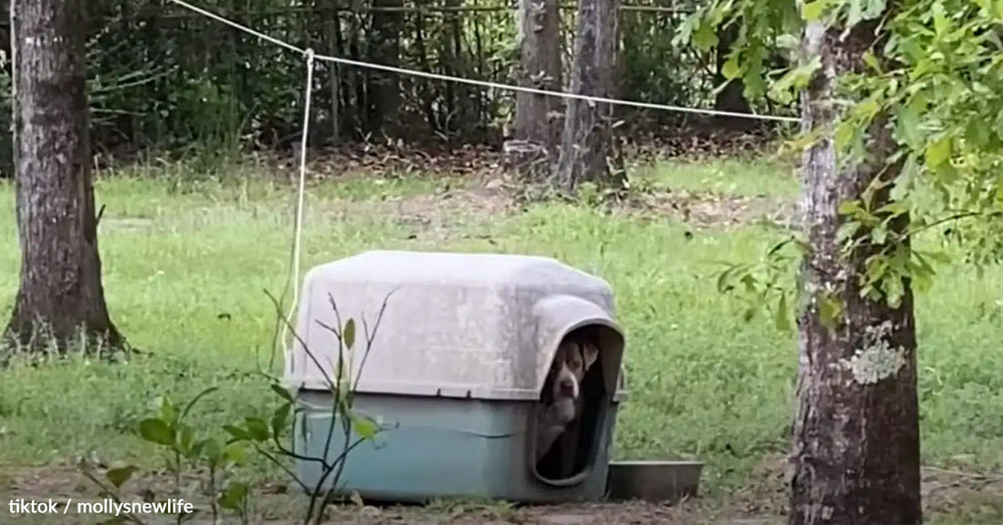 A dog peeks out from a doghouse in a grassy yard.