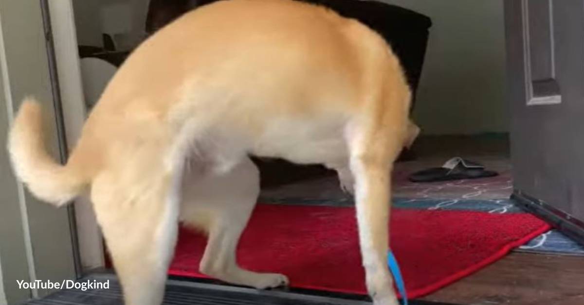 Here's How You Can Help Your Dog Overcome Its Fear of Going Outside ...