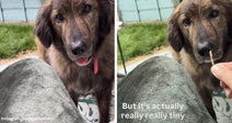 Split image of a fluffy brown dog sitting in front of someone’s knees on a patio, then staring at a tiny stick held out as a treat while on-screen text says it is “really really tiny.”