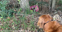 A golden retriever stands in a wooded area, looking toward a pink pet carrier lying on its side near a tree.