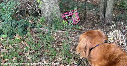 A golden retriever stands in a wooded area, looking toward a pink pet carrier lying on its side near a tree.