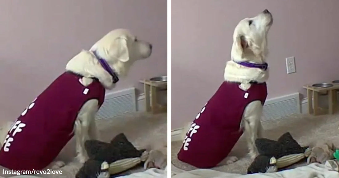 Split-screen of a white dog wearing a red sweater indoors, sitting and then lifting its head upward as if howling.