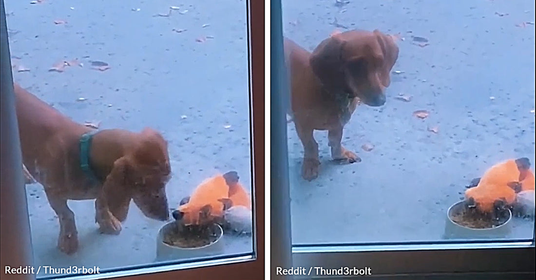 Dachshund Displays Amazing Table Manners In This Short Viral Video