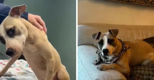 A severely underweight tan-and-white dog is gently supported by a person, then lies healthy on a couch wearing a bandana in a before-and-after image.