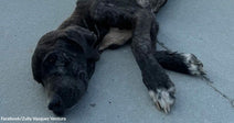 Emaciated black dog with white paws lies on a concrete surface, head resting on the ground, appearing weak and exhausted.