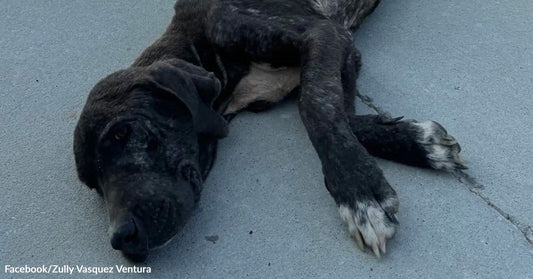 Emaciated black dog with white paws lies on a concrete surface, head resting on the ground, appearing weak and exhausted.