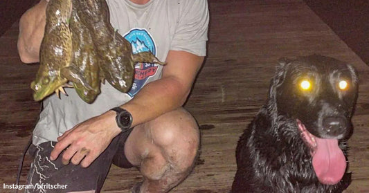 Person kneeling on a dock at night holding two large bullfrogs beside a wet black dog with glowing eyes and its tongue hanging out.