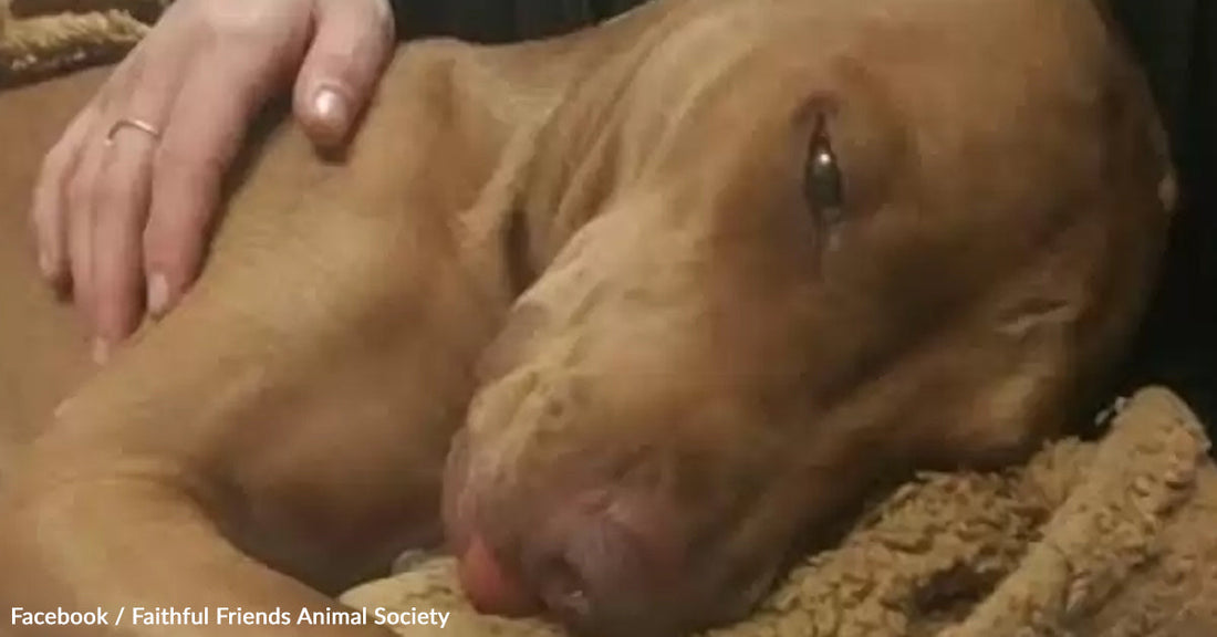 A dog rests peacefully on a blanket, with a hand gently petting its head.
