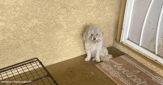 Abandoned Dog Goes Door To Door Begging Strangers For Shelter