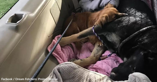 Two dogs cuddling on a pink blanket inside a car.