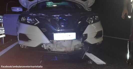 White dog lying injured beneath the front bumper of a car at night on a wet roadway, hood open and responders nearby.