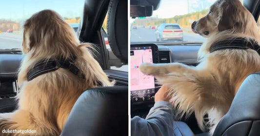 Split image of a golden retriever riding in a car, then reaching a paw toward the driver from the back seat.