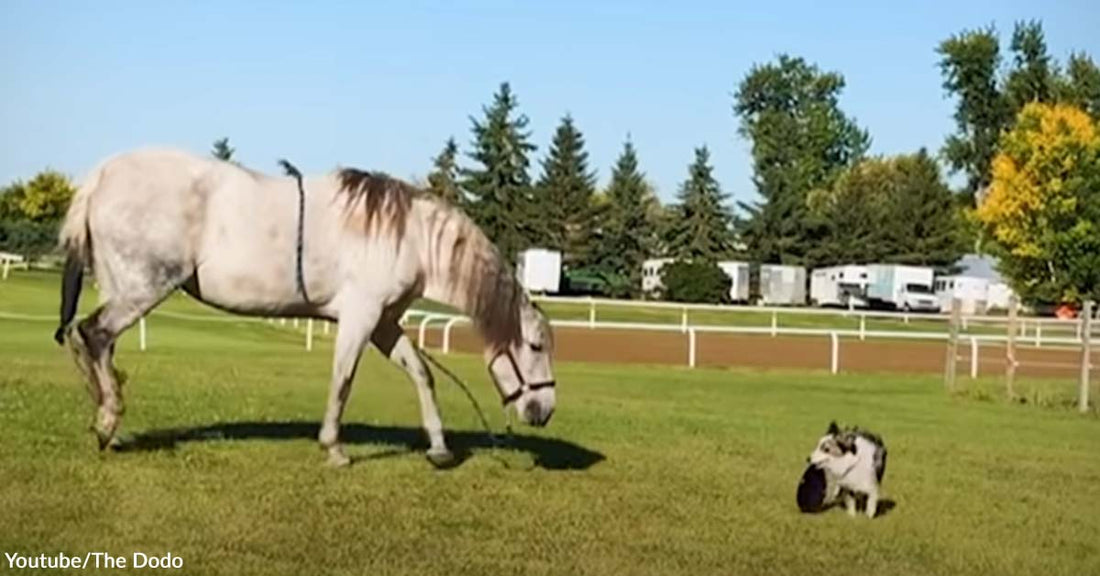 This Dog’s Favorite Hobby Is Horseback Riding and He Has Loved It Since He Was a Pup