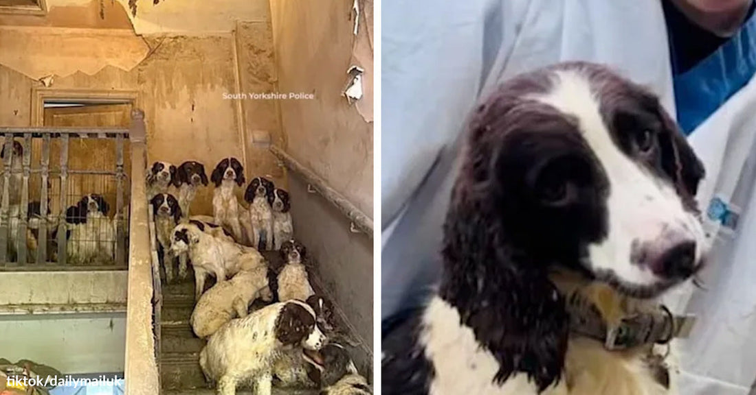 Large group of spaniel-type dogs crowded on a worn staircase inside a neglected house, next to a close-up of one black-and-white dog after rescue.
