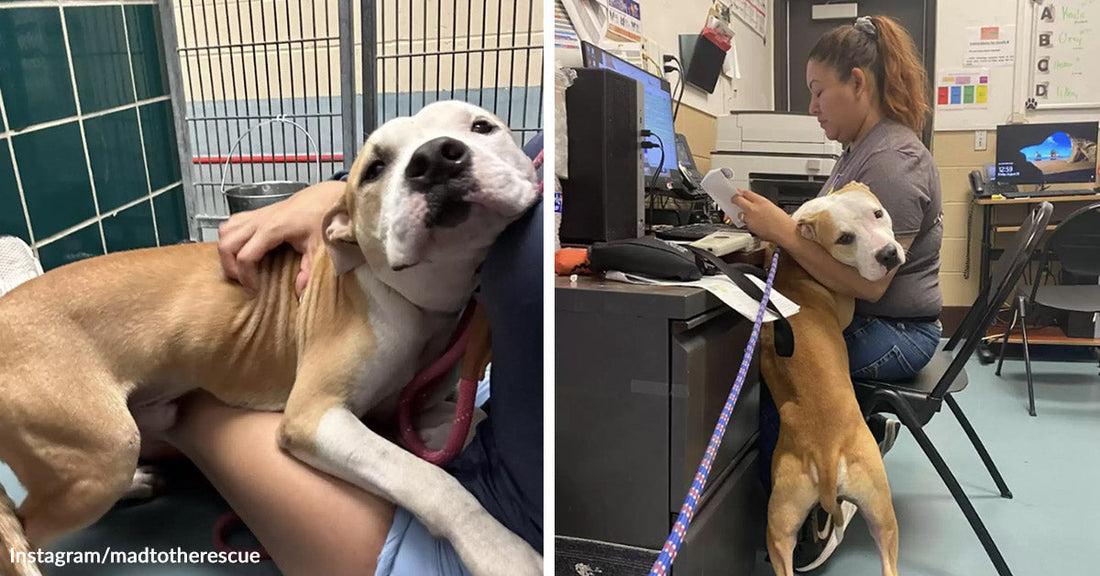 Split-screen of a tan-and-white dog cuddling in someone’s lap at a shelter or clinic, then standing on hind legs to lean against a seated staff member at a desk.
