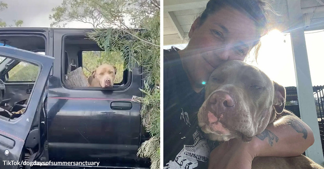 Gray pit bull looking out from the back seat of a vehicle, followed by a close selfie of the dog being hugged by a rescuer in bright sunlight.