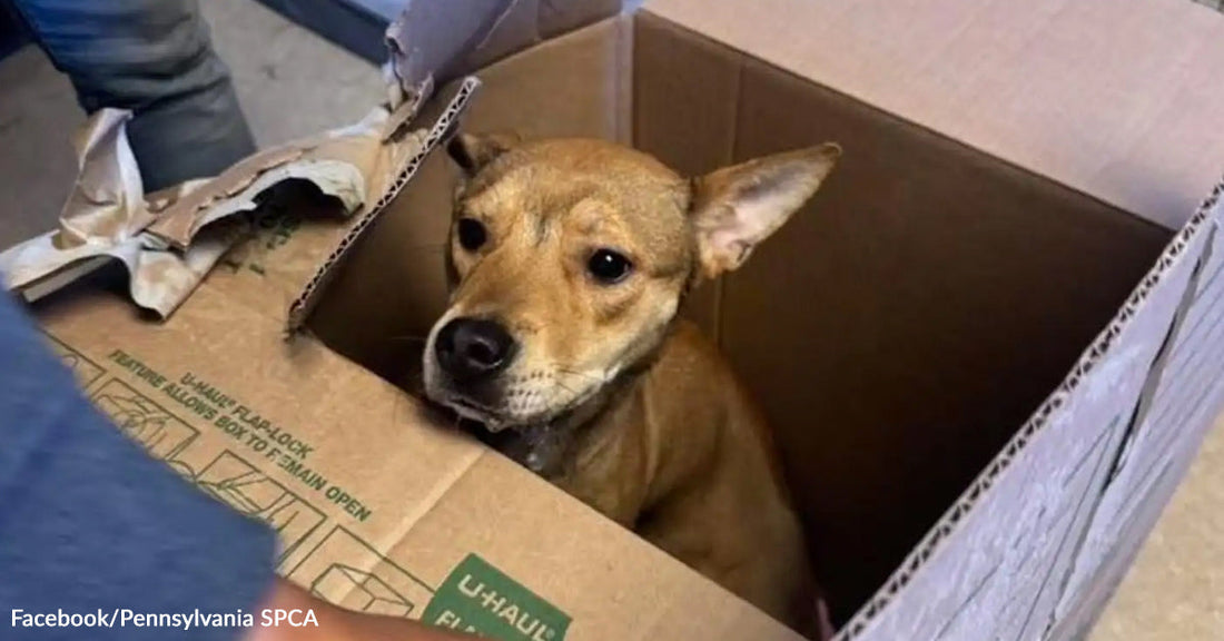 A small brown dog sits inside an open cardboard box, looking up with wide eyes as someone opens the flaps.